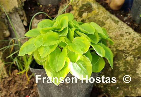 Hosta Illicit Affair